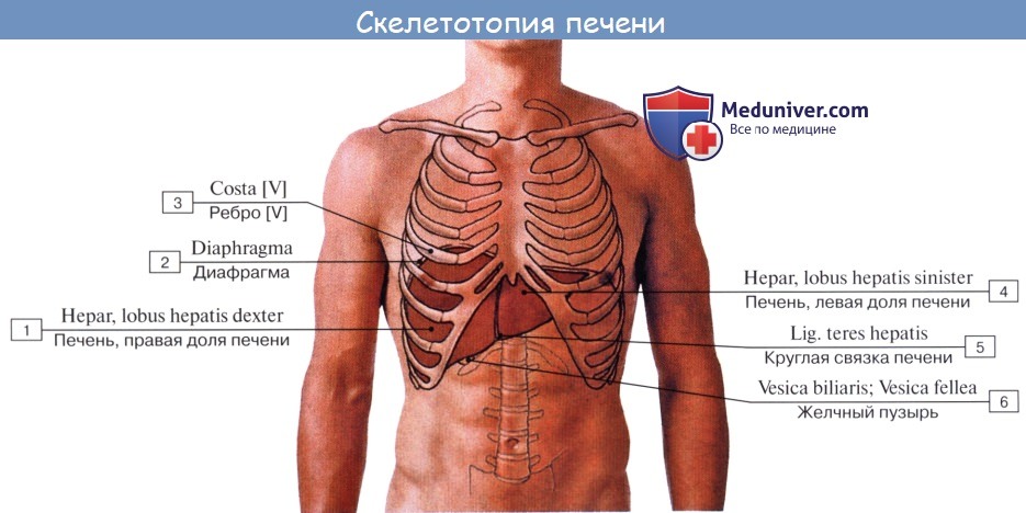 Расположение печени у человека фото спереди у мужчин