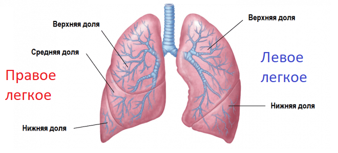 Через легкого. Строение лёгких человека анатомия. Бронхи анатомия человека. Строение лёгких человека бронхи. Легкое строение анатомия бронхи.