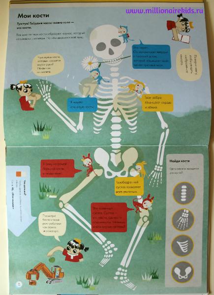 Детские кости. Скелет человека для детей. Скелет человека для дошкольников. Изучение скелета человека для детей. Скелет для детей анатомия.