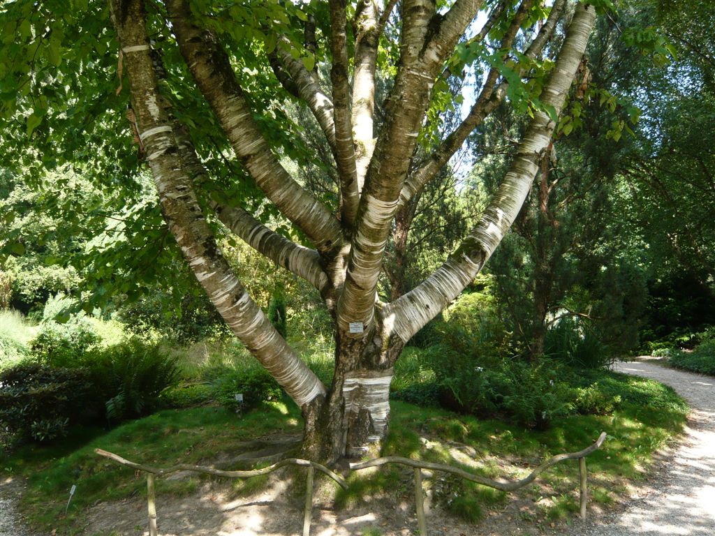 Нея дерево. Береза Максимовича Betula maximowicziana. Береза Максимовича - Betula maximowicziana Regel.. Курильский заповедник берёза Максимовича. Липа Максимовича Курильский заповедник.