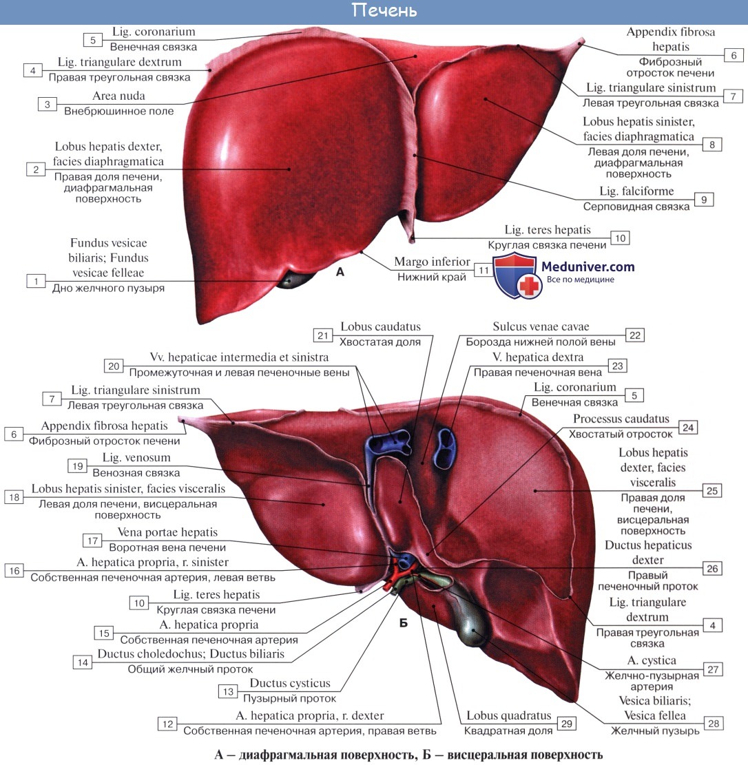 Строение печени человека фото