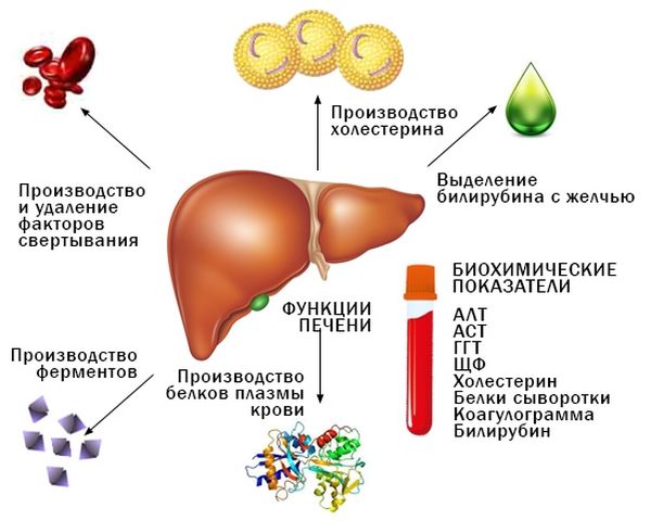 Гепатит ферменты