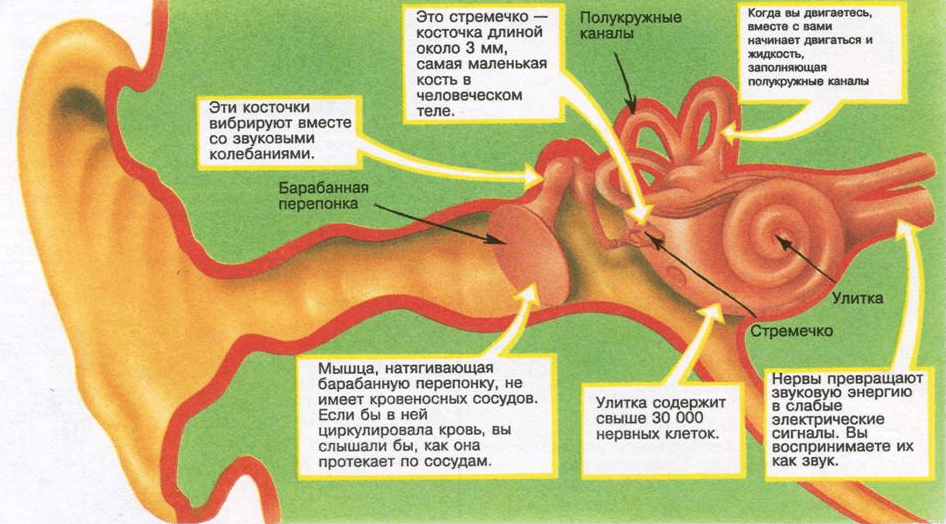 Схема уши человека